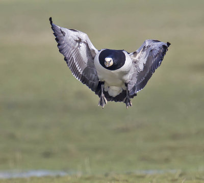 Barnacle Goose 