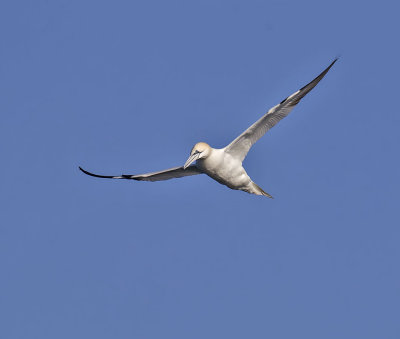 Gannet 