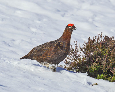 Red Grouse (male)