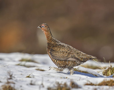 Red Grouse (young male)