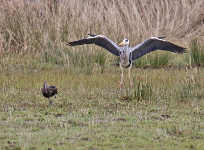 Glossy Ibis and Grey Heron