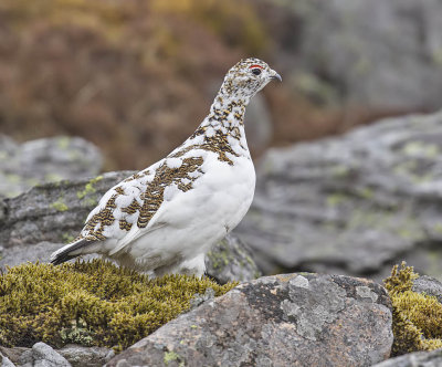 Ptarmigan (female)