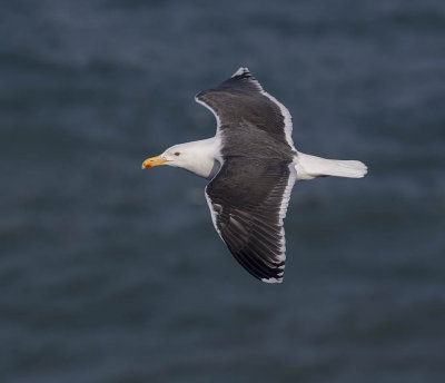 Great Black-backed Gull