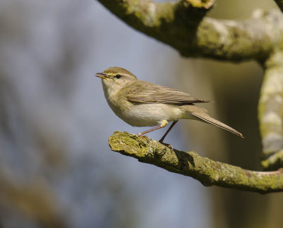 Willow  Warbler