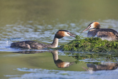 Great-crested Grebes