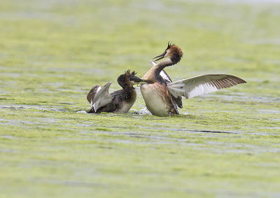 Great-crested Grebes