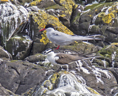 Bridled Tern with Arctic Tern above