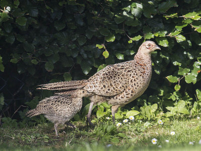 Pheasant (female and poult)