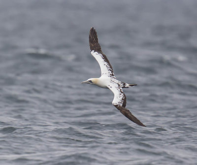 Gannet (3rd summer)
