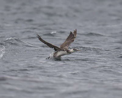 Gannet (1st summer)