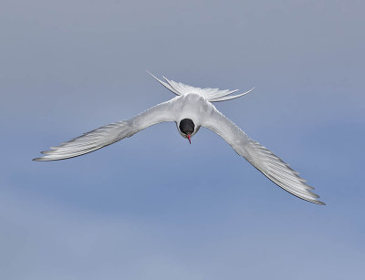 Arctic Tern 