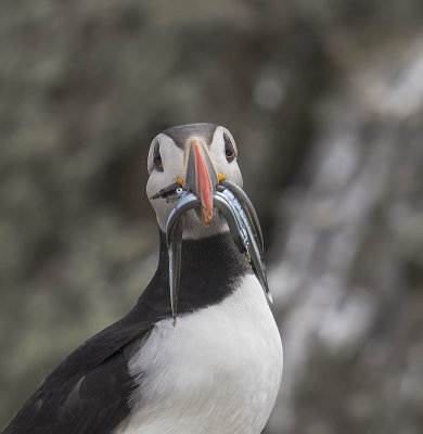 Puffin 