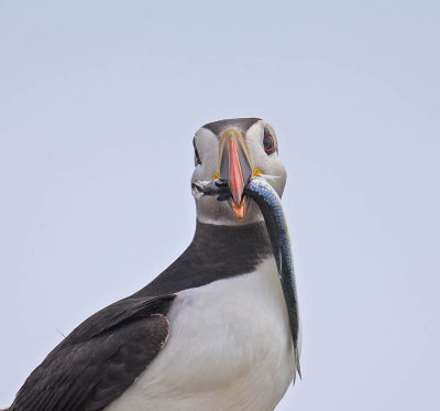 Puffin 