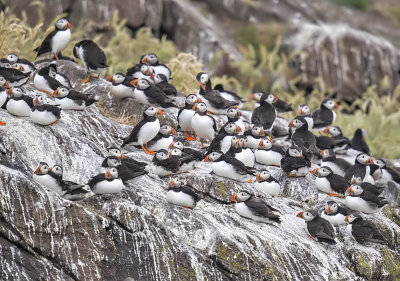 Puffins 