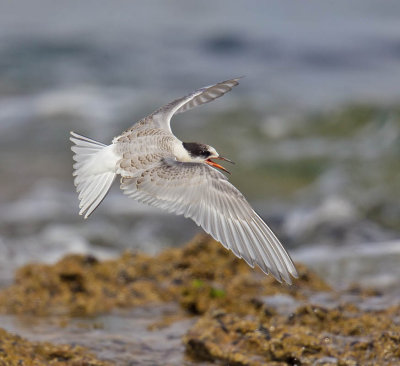 Arctic Tern (juvenile)