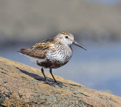 Dunlin 