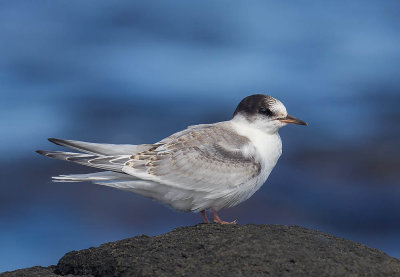 Arctic Tern (juvenile)