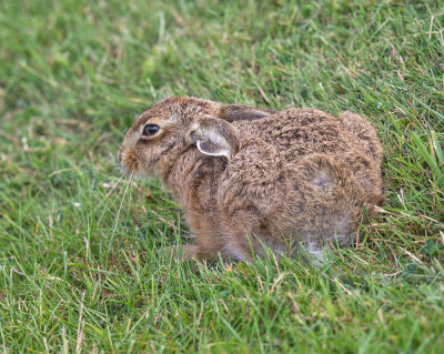 Brown Hare (leveret) 