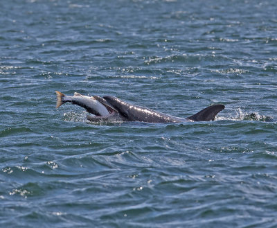 Bottlenose Dolphin 