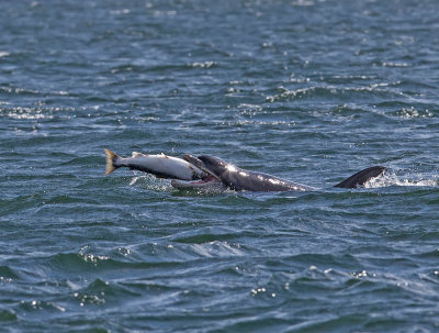 Bottlenose Dolphin 