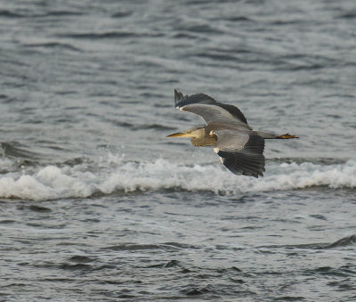 Grey Heron (juvenile)