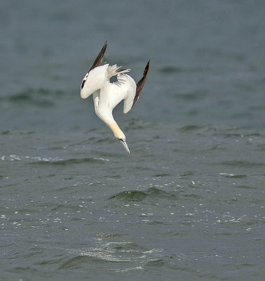 Gannet
