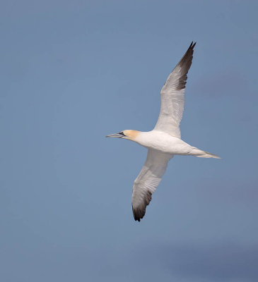 Gannet 
