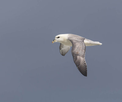 Fulmar 