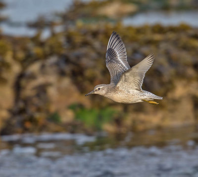 Knot (juvenile)