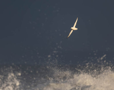Fulmar 