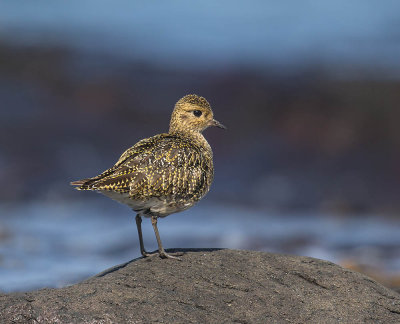 Golden Plover 