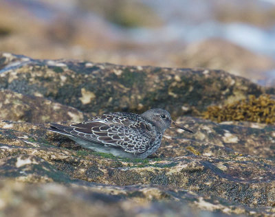 Purple Sandpiper 