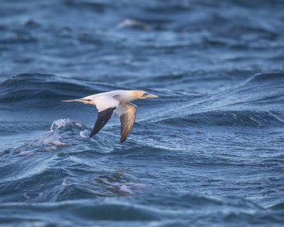 Gannet 