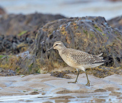 Knot (juvenile)