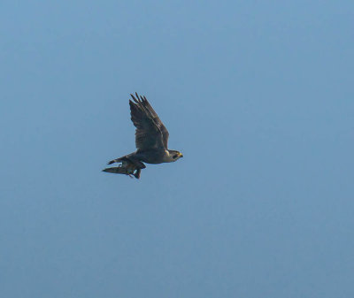 Peregrine (record shot only)