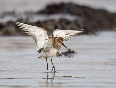 Dunlin 