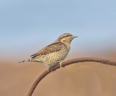 Wryneck 