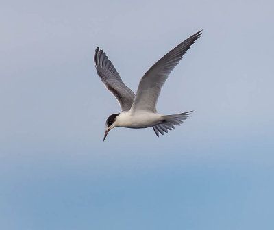 Common Tern (winter plumage)