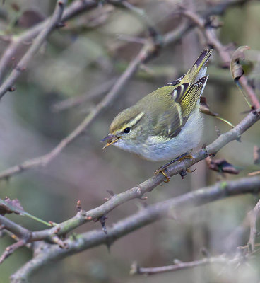 Yellow-browed Warbler 
