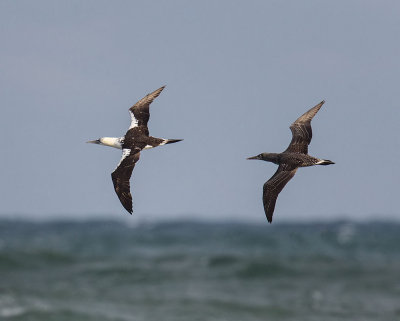 Gannets (3rd year and juvenile)
