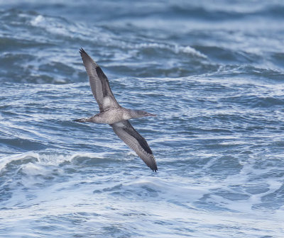 Gannet (juvenile)