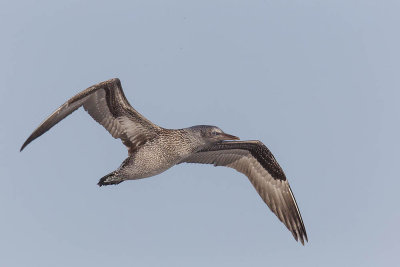 Gannet (juvenile)