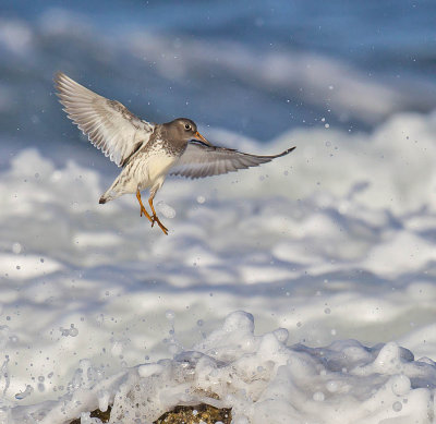 Purple Sandpiper 