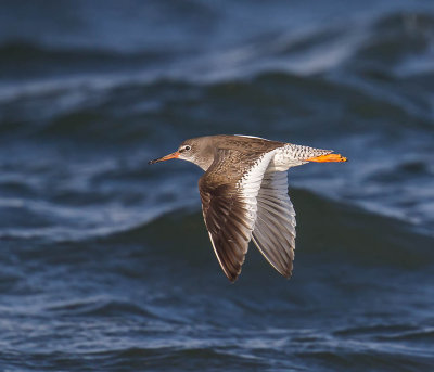 Redshank 