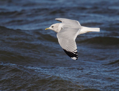 Common Gull (adult winter)