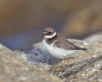 Ringed Plover (1st w)