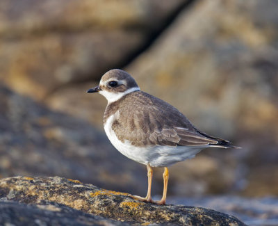 Ringed Plover (adult winter)
