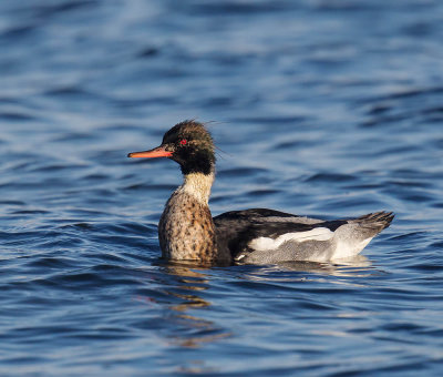 Red-breasted Merganser