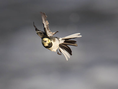 Pied Wagtail 