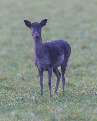 Fallow Deer (doe)